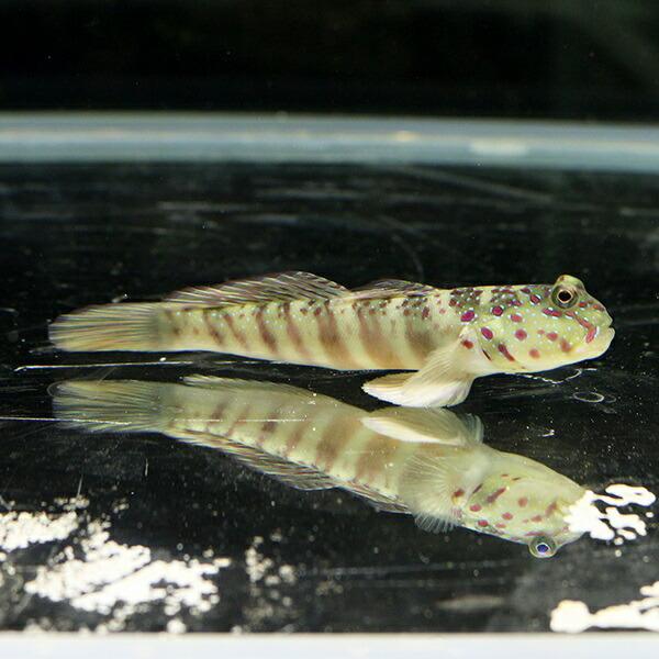 オイランハゼ 7-10cm± (A-4697) 海水魚 サンゴ 生体 |  | 01