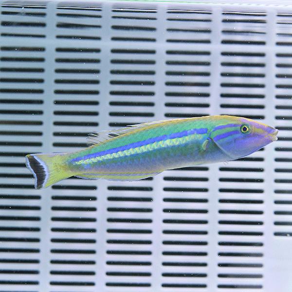 海水魚用品 cote オグロベラ 7-10cm±(A-a-4250) 海水魚 サンゴ 生体 : アクア