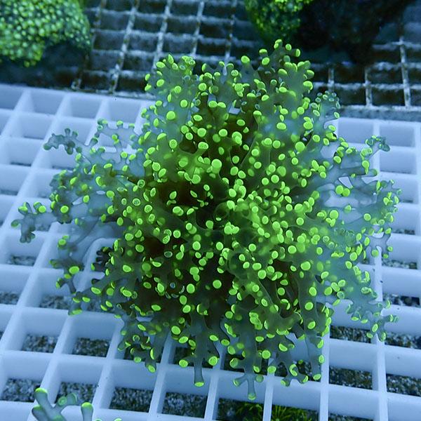 サンゴ現物2】タコアシサンゴ フラグ !15時までのご注文で当日発送