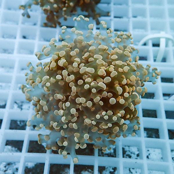 サンゴ現物3 ホンタコアシサンゴ B 0540 海水魚 サンゴ 生体 B 0540 アクアギフト 通販 Yahoo ショッピング
