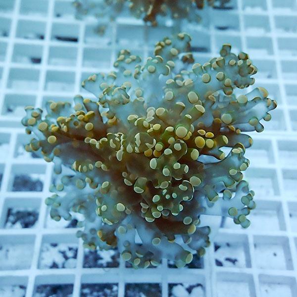 サンゴ現物102】タコアシサンゴ ブランチ!15時までのご注文で当日発送