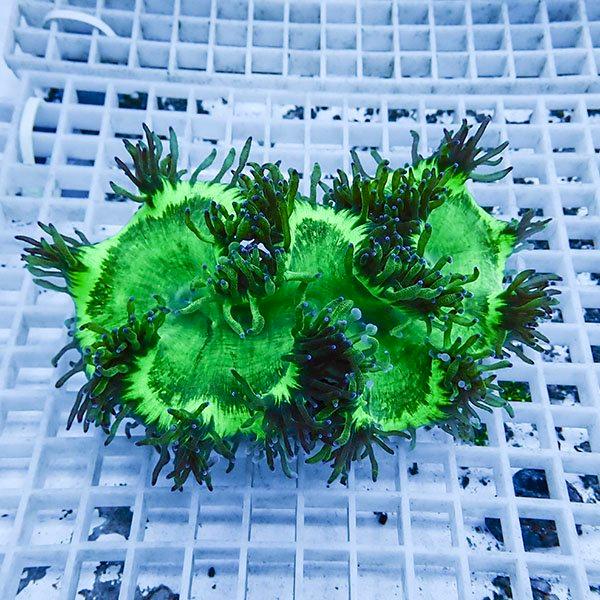 サンゴ現物21 トランペットコーラル B 0549 海水魚 サンゴ 生体 B 0549 アクアギフト 通販 Yahoo ショッピング