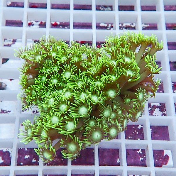 【サンゴ現物3】ハナガササンゴ ブリード(B-0566) 海水魚 サンゴ 生体｜aquagift｜01