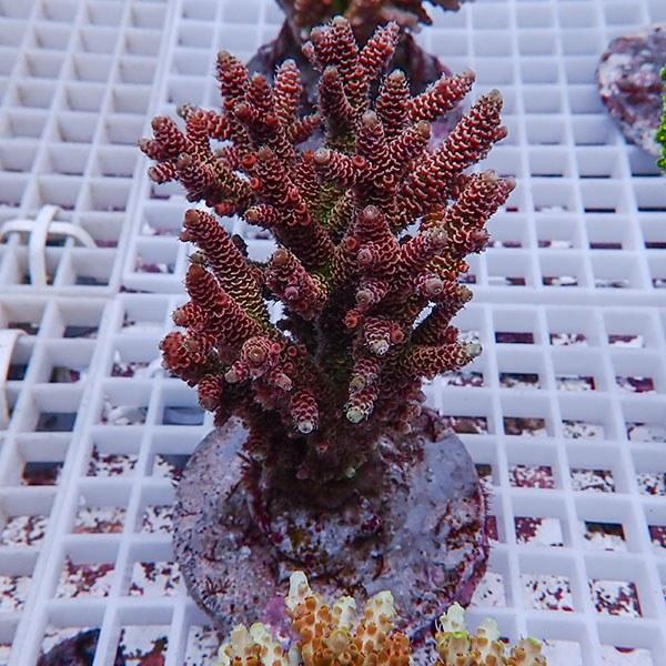 サンゴ現物2 ブリードミドリイシ B-0579 生体 サンゴ 最新号掲載アイテム 人気 おすすめ 海水魚