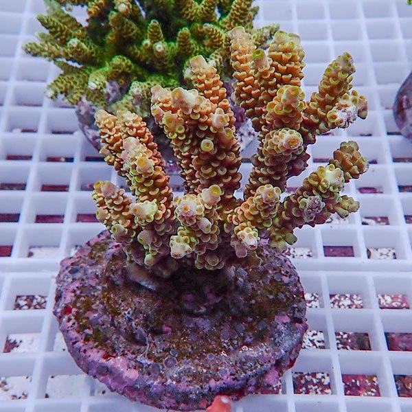サンゴ現物10 ブリードミドリイシ B-0587 生体 期間限定 注目ブランドのギフト 最安値挑戦 海水魚 サンゴ