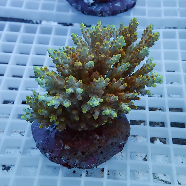 【サンゴ現物10】ブリードミドリイシ !15時までのご注文で当日発送 【ミドリイシ】(t214 | 