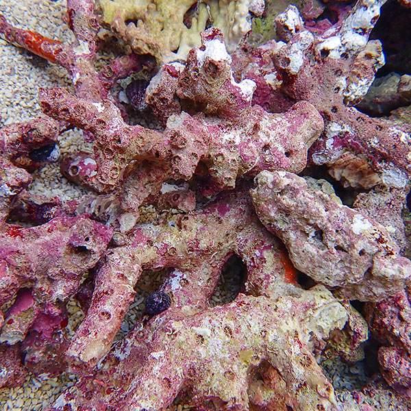 極上枝ライブロック 1キロ の価格(B-0611) 海水魚 サンゴ 生体