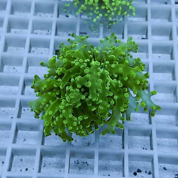サンゴ現物14】タコアシサンゴ フラグ!15時までのご注文で当日発送