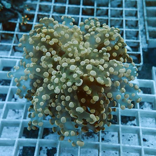 【サンゴ現物18】タコアシサンゴ フラグ!15時までのご注文で当日発送 【サンゴ】(t138 | 