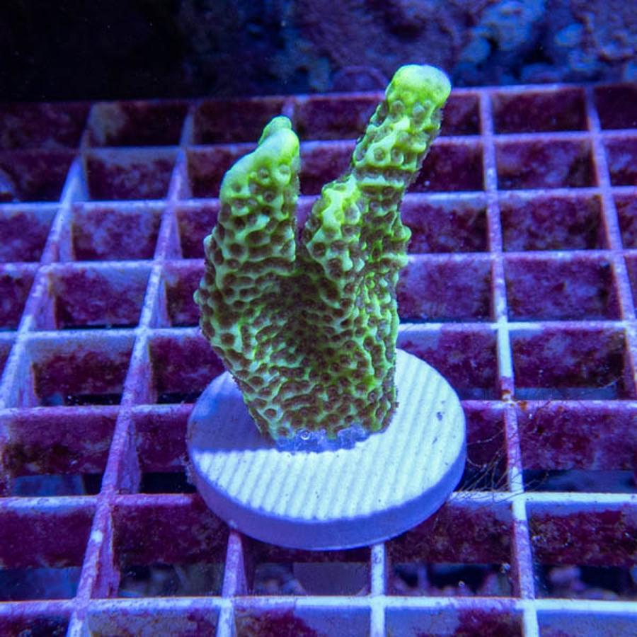 サンゴ現物161】エダコモンサンゴ フラグ! 15時までのご注文で当日発送