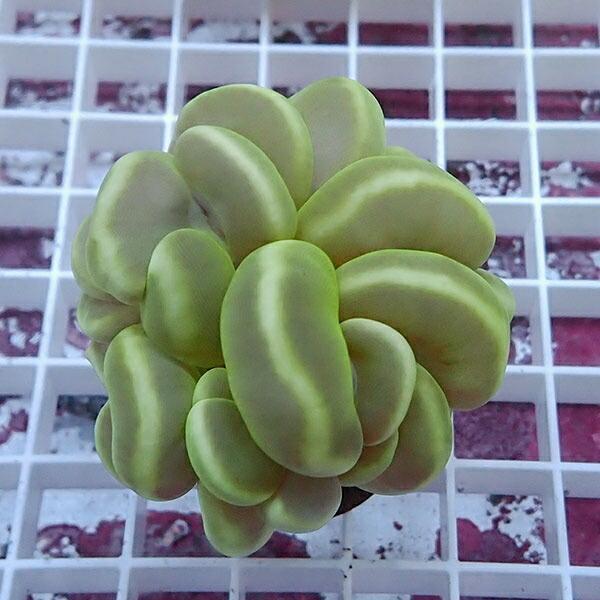 バブルコーラル B 0685 海水魚 サンゴ 生体 Skolski Kancelarijski Materijal Rs