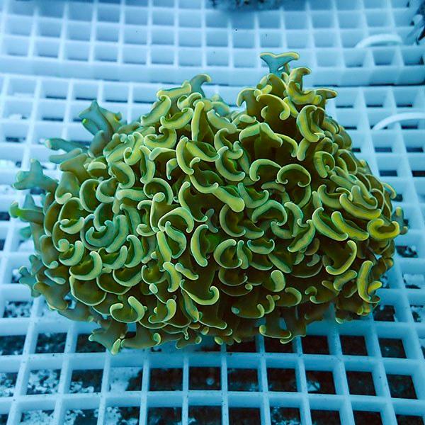 【サンゴ現物9】ナガレハナサンゴ!15時までのご注文で当日発送 【サンゴ】(t136 | 