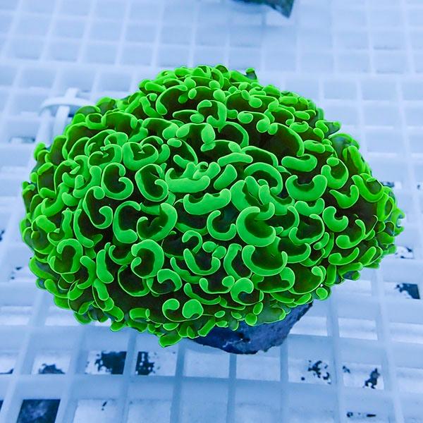 【サンゴ現物10】ナガレハナサンゴ!15時までのご注文で当日発送 【サンゴ】(t136 | 