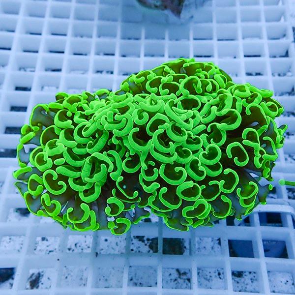 【サンゴ現物13】ナガレハナサンゴ!15時までのご注文で当日発送 【サンゴ】(t136 | 