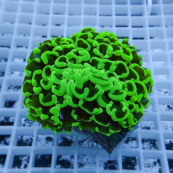 【サンゴ現物14】ナガレハナサンゴ!15時までのご注文で当日発送 【サンゴ】(t136 | 