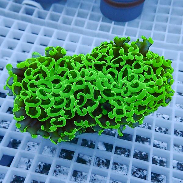 【サンゴ現物17】ナガレハナサンゴ!15時までのご注文で当日発送 【サンゴ】(t136 | 