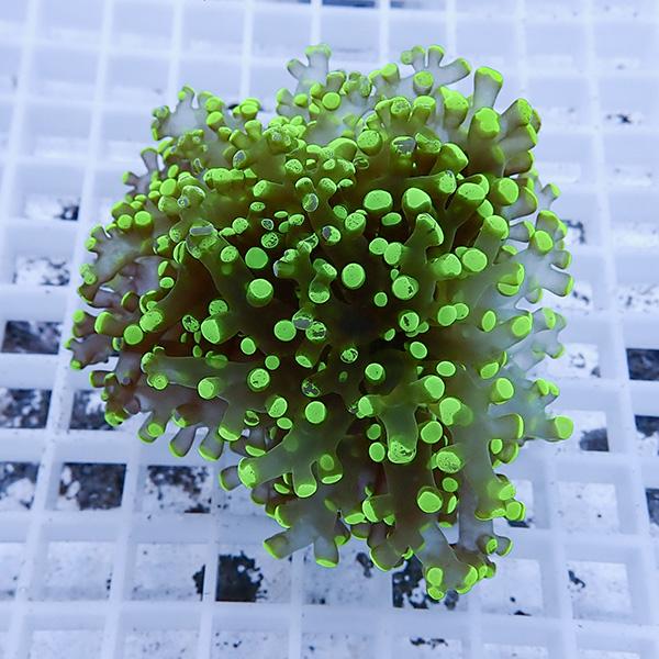 【サンゴ現物27】タコアシサンゴ フラグ!15時までのご注文で当日発送 【サンゴ】(t138 | 