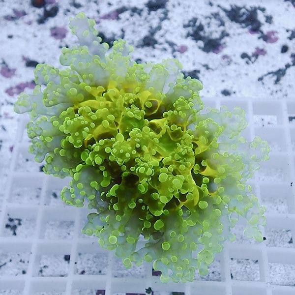 ホンタコアシサンゴ B 09 海水魚 サンゴ 生体 Majesticxpress Com