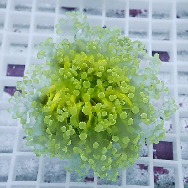 唯一のサイト サンゴ現物32 ホンタコアシサンゴ B 00 海水魚 サンゴ 生体 人気通販 Ssl Daikyogo Or Jp