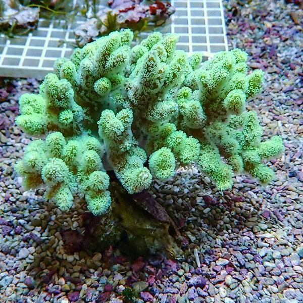 【サンゴ現物2】トサカ.sp 13-13cm 沖縄産!15時までのご注文で当日発送 【サンゴ】(t145 | 