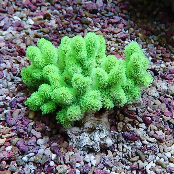 【サンゴ現物3】トサカ.sp 5-7cm 沖縄産!15時までのご注文で当日発送 【サンゴ】(t145 | 