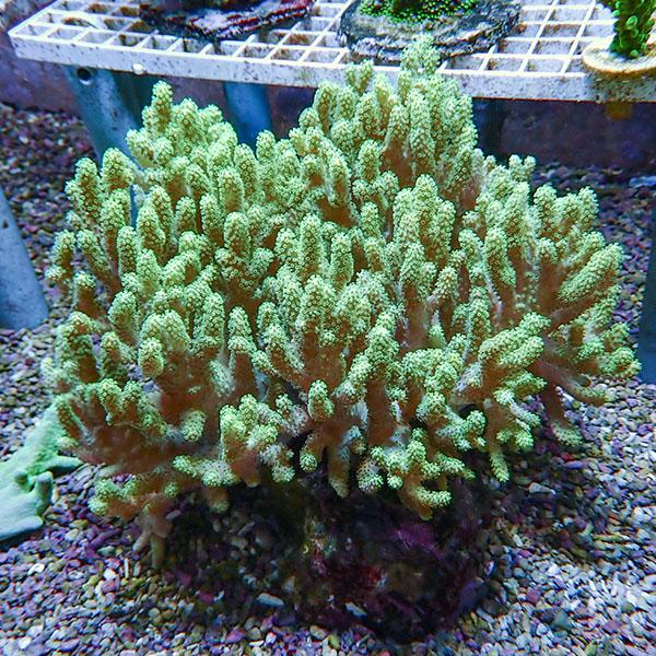 【サンゴ現物4】トサカ.sp 20-20cm 沖縄産!15時までのご注文で当日発送 【サンゴ】(t145 | 
