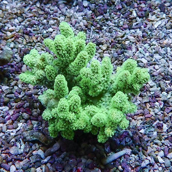 【サンゴ現物5】トサカ.sp 8-8cm沖縄産!15時までのご注文で当日発送 【サンゴ】(t145 | 