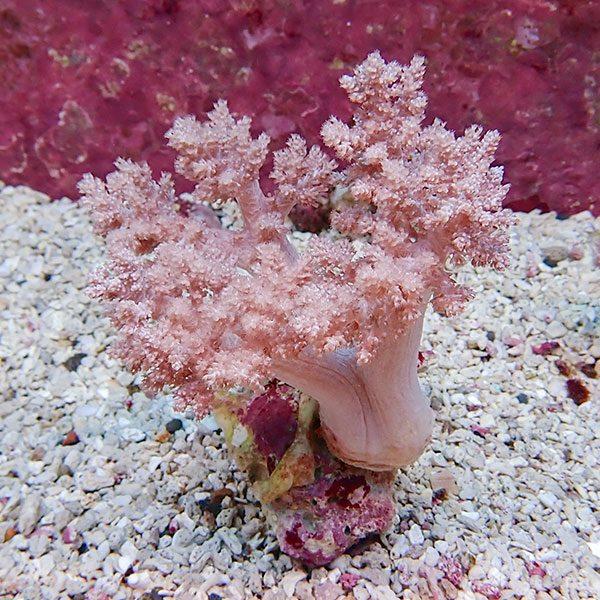新しい到着 サンゴ現物4 チヂミトサカ 14-15cm 沖縄産 生体 B-1157 海水魚 サンゴ 89％以上節約
