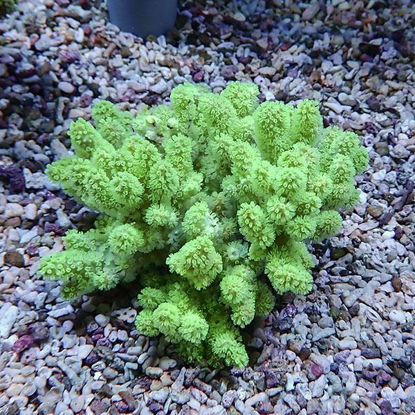 【サンゴ現物15】トサカ.sp 9-8cm沖縄産!15時までのご注文で当日発送 【サンゴ】(t145 | 