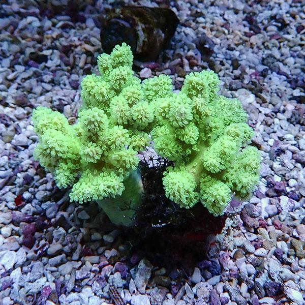 【サンゴ現物16】トサカ.sp 8-8cm沖縄産!15時までのご注文で当日発送 【サンゴ】(t145 | 