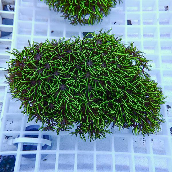 サンゴ現物1】スターポリプ!15時までのご注文で当日発送 【サンゴ