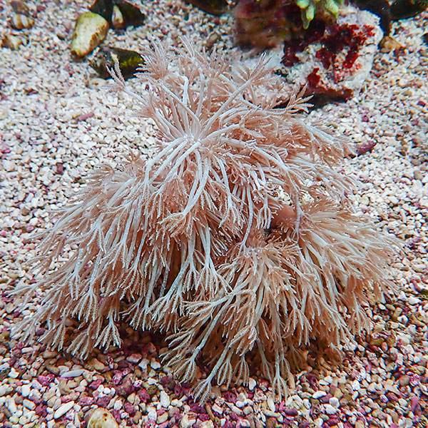 【サンゴ現物5】シロスジウミアザミ 15-13cm!15時までのご注文で当日発送 【サンゴ】(t148 | 