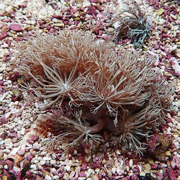 【サンゴ現物6】シロスジウミアザミ 12-6cm !15時までのご注文で当日発送 【サンゴ】(t148 | 