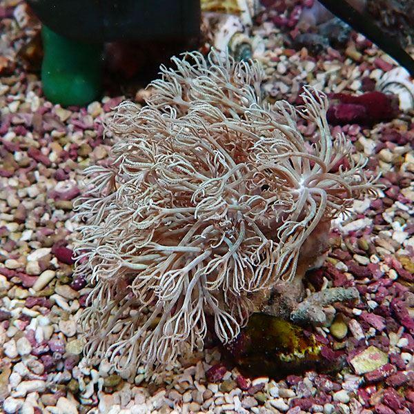 【サンゴ現物7】シロスジウミアザミ 8-7cm!15時までのご注文で当日発送 【サンゴ】(t148 | 