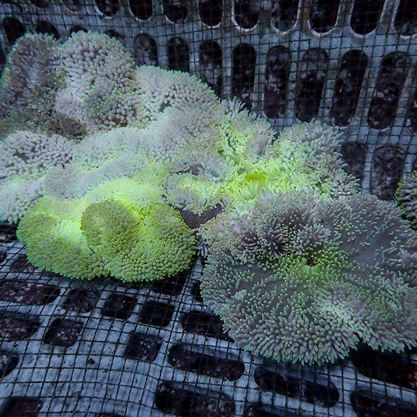 【サンプル】マニラ産ハタゴイソギンチャク Mサイズ 色指定不可 7-9cmぐらい （幅があります）(B-1272) 海水魚 サンゴ 生体｜aquagift｜02