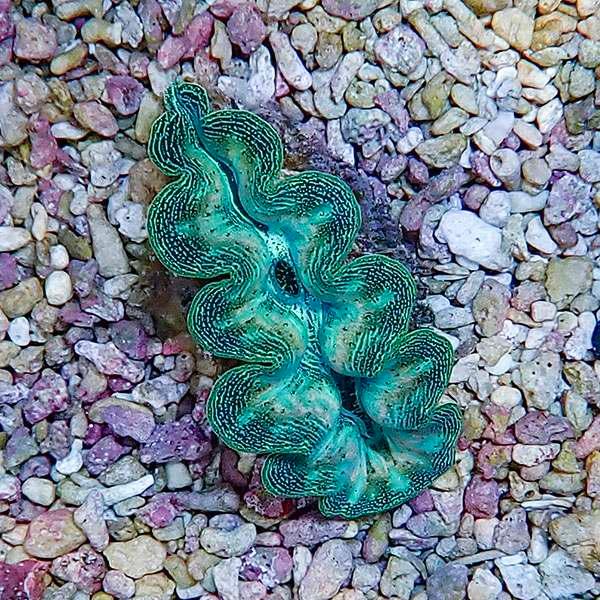 サンゴ現物2】ヒメシャコガイ 6cm !15時までのご注文で当日発送