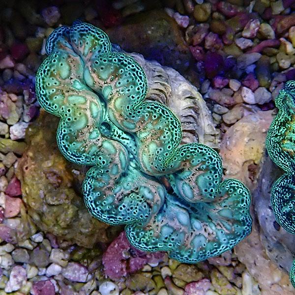 【サンゴ現物3】ヒメシャコガイ 8-10cm!15時までのご注文で当日発送 【サンゴ/沖縄/シャコガイ】(t136 | 