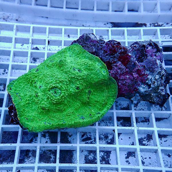 【サンゴ現物5】 キッカサンゴ !15時までのご注文で当日発送 【サンゴ】(t224 | 