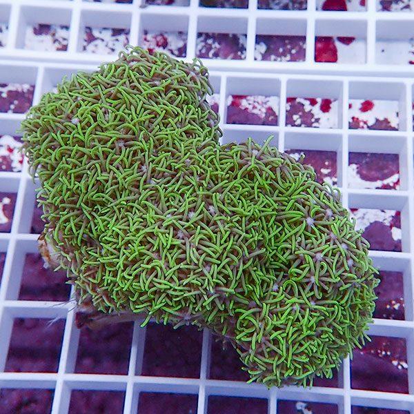 【サンゴ現物13】スターポリプ(B-1703) 海水魚 サンゴ 生体 海水魚、サンゴ、水生生物