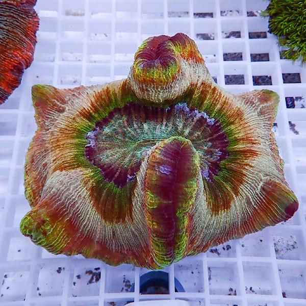 サンゴ現物12】ブレインコーラル(B-1715) 海水魚 サンゴ 生体 : アクア 