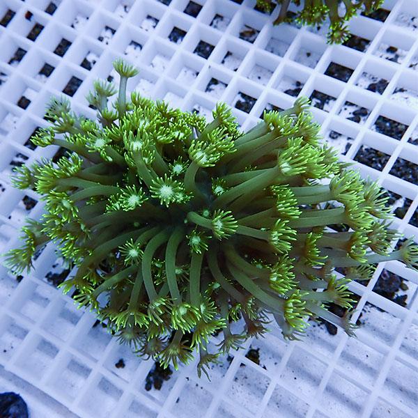 【サンゴ現物9】ハナガササンゴ !15時までのご注文で当日発送【サンゴ】(t140 | 