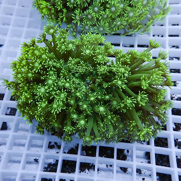 【サンゴ現物11】ハナガササンゴ!15時までのご注文で当日発送【サンゴ】(t140 | 