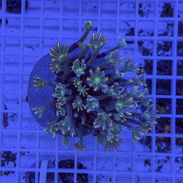 【サンゴ現物1】ツツウミヅタサンゴ オレンジ!15時までのご注文で当日発送【サンゴ】(t226 | 