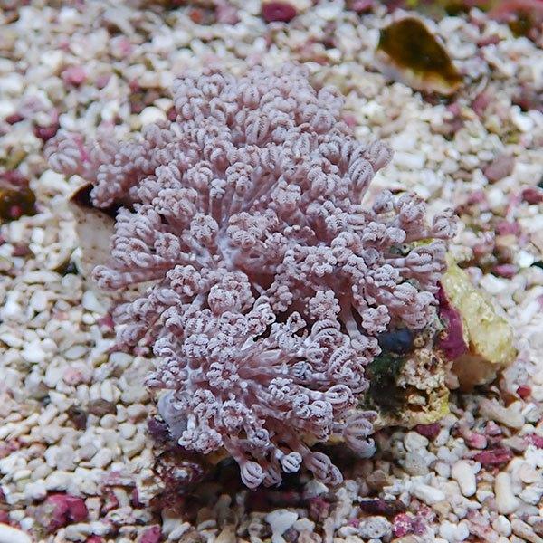 【サンゴ現物31】パクパクウミアザミ 8-8cm!15時までのご注文で当日発送 【サンゴ】(t148 | 