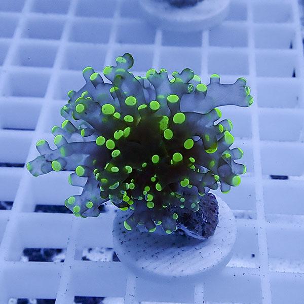 【サンゴ現物34】タコアシサンゴ フラグ!15時までのご注文で当日発送 【サンゴ】(t138 | 