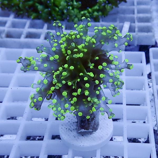 【サンゴ現物35】タコアシサンゴ フラグ!15時までのご注文で当日発送 【サンゴ】(t138 | 