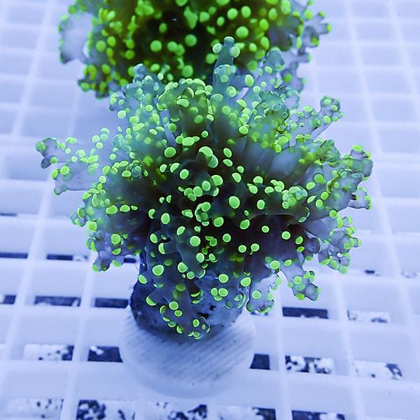 【サンゴ現物37】タコアシサンゴ フラグ!15時までのご注文で当日発送 【サンゴ】(t138 | 