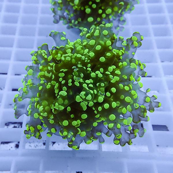 【サンゴ現物38】タコアシサンゴ フラグ!15時までのご注文で当日発送 【サンゴ】(t138 | 