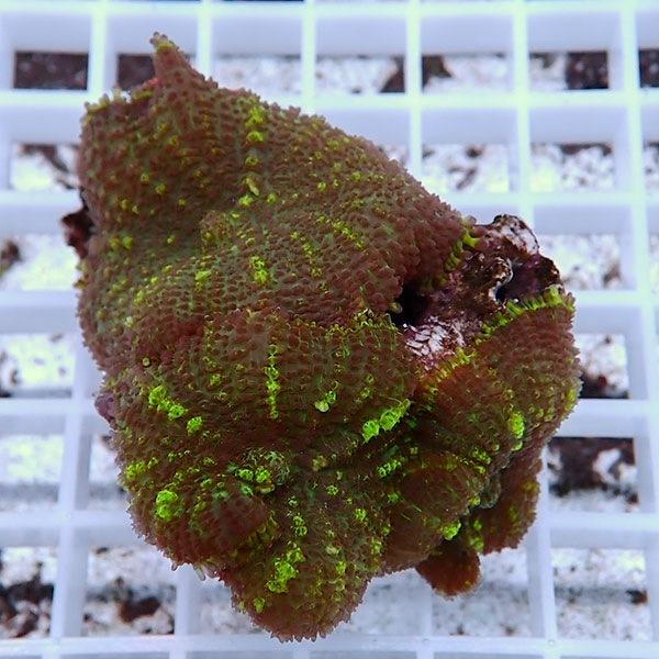 【サンゴ現物37】ディスクコーラル (B-1867) 海水魚 サンゴ 生体｜aquagift