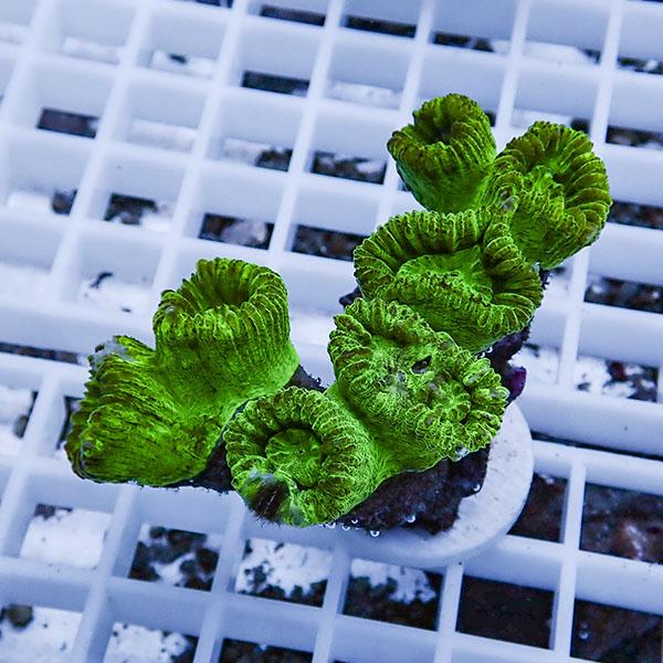 【サンゴ現物7】タバネサンゴ フラグ! 15時までのご注文で当日発送 【サンゴ】 | 